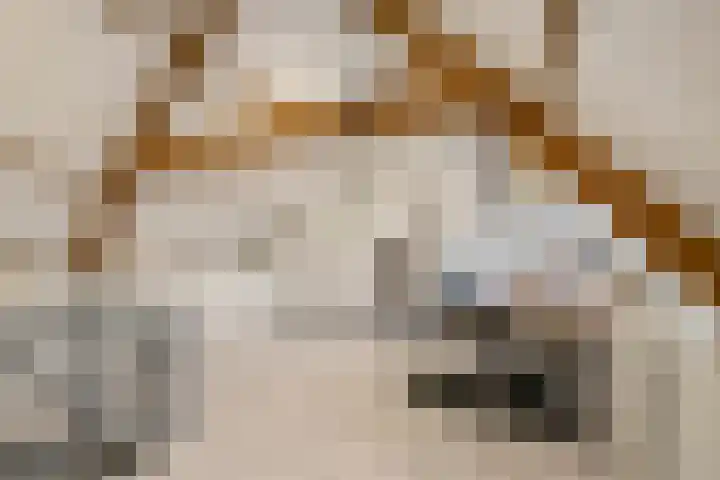Mariaplein 13 Huissen thumbnail 25