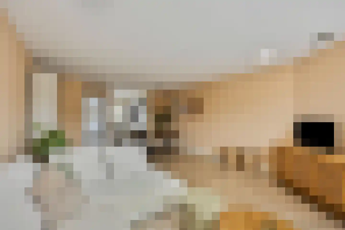 Marie Jungiustuin 1 Heerhugowaard thumbnail 12