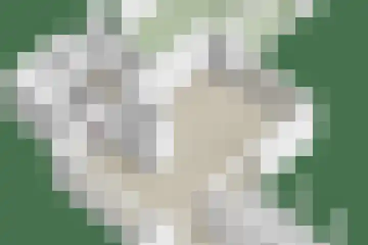 Marinus de Jongstraat 16 Oosterhout thumbnail 39