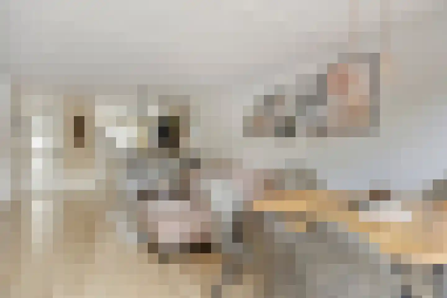 Marisstraat 45 Duiven thumbnail 9