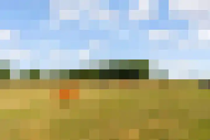 Marjoleinstraat 19 Elburg thumbnail 45