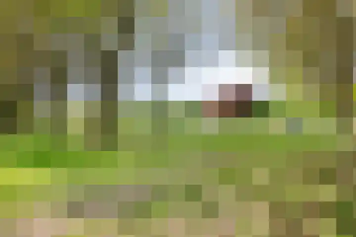Mark 29 Oisterwijk thumbnail 35