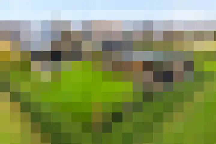 Markeboek 1 Ommen thumbnail 6