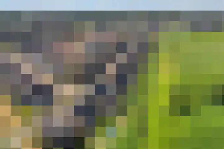 Markerichter 63 Hardenberg thumbnail 8