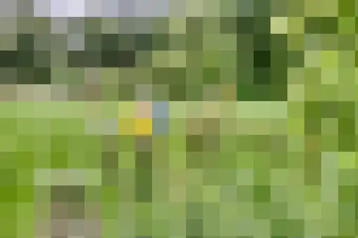 Markeweg 23 A Blesdijke thumbnail 39