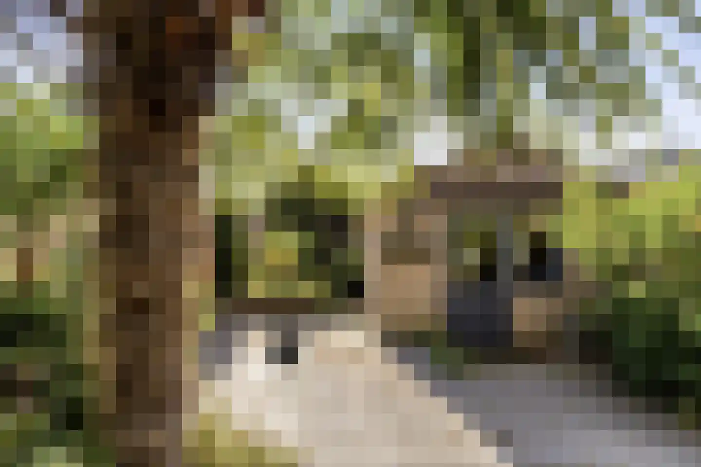 Markies de Schenkweg 16 Nieuwstadt thumbnail 43