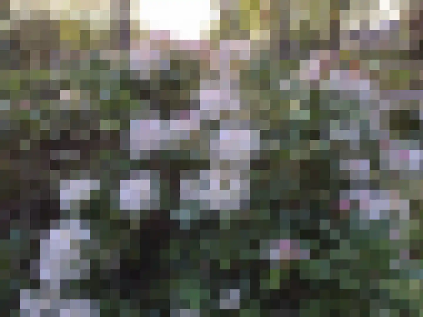 Markies de Schenkweg 16 Nieuwstadt thumbnail 67