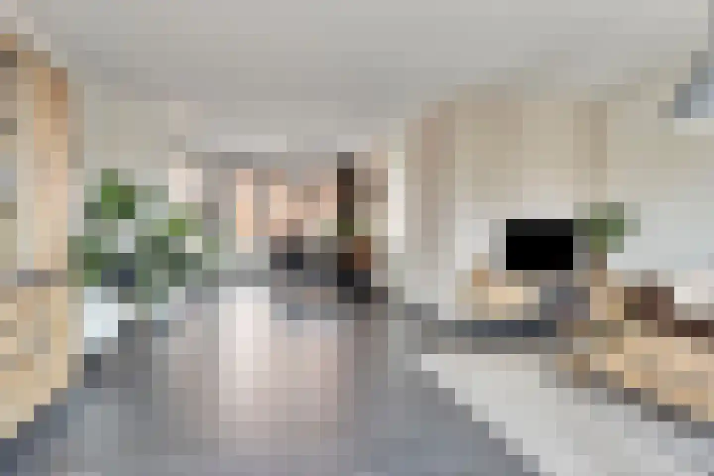 Markiezaat 6 Chaam thumbnail 9