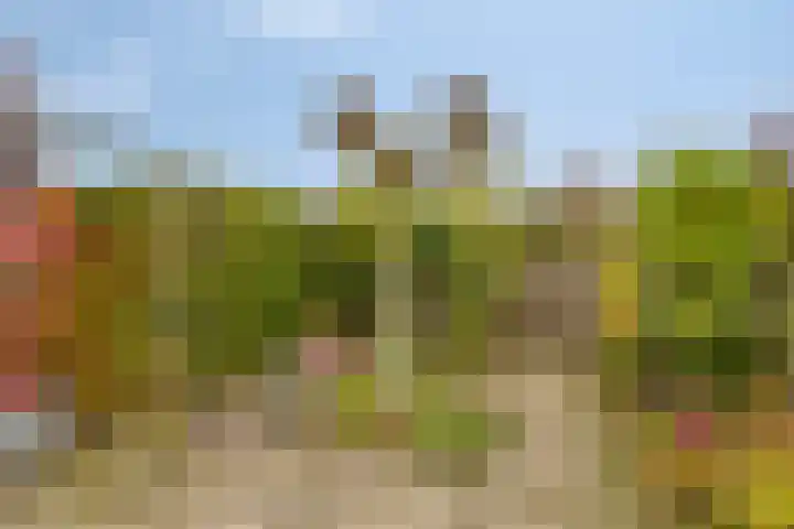 Markiezenstraat 22 Wouw thumbnail 24