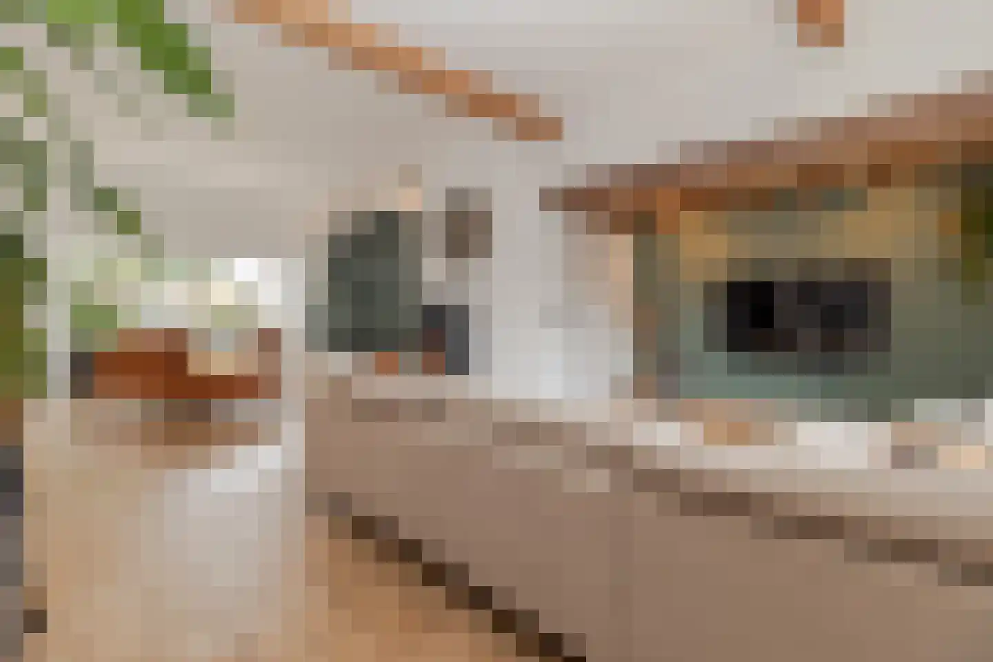 Markt 18 Nieuwstadt thumbnail 19