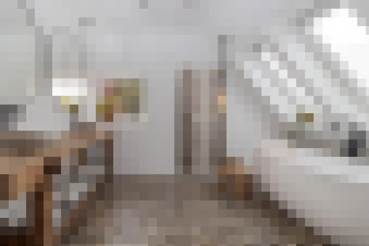 Markt 18 Nieuwstadt thumbnail 50