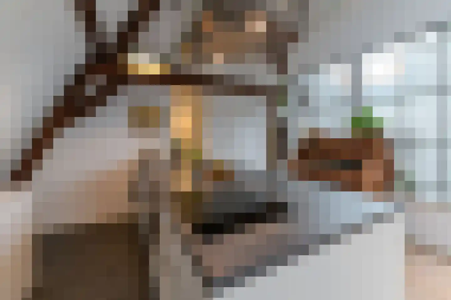 Markt 38 Roermond thumbnail 17