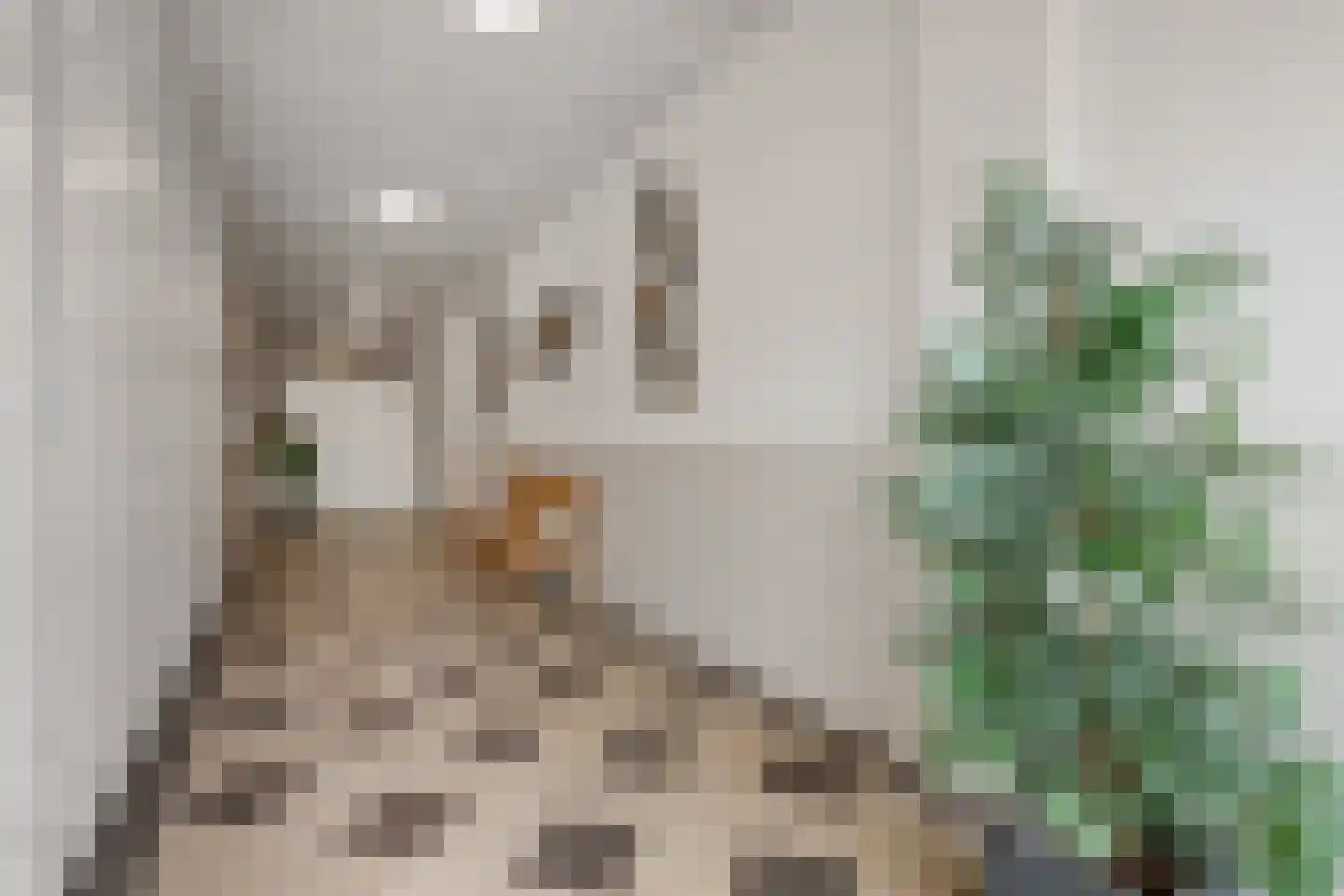 Marktstraat 62 Waddinxveen thumbnail 4