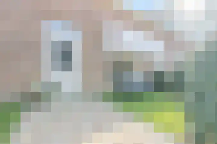 Marktveld 7 Valkenburg thumbnail 8