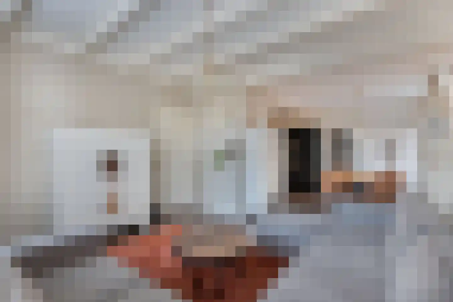 Marktweg 80 Oudeschoot thumbnail 11