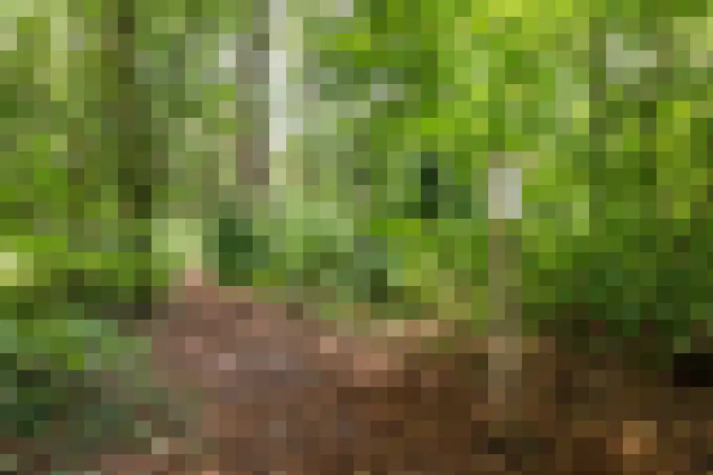 Marmontweg 48 Austerlitz thumbnail 42