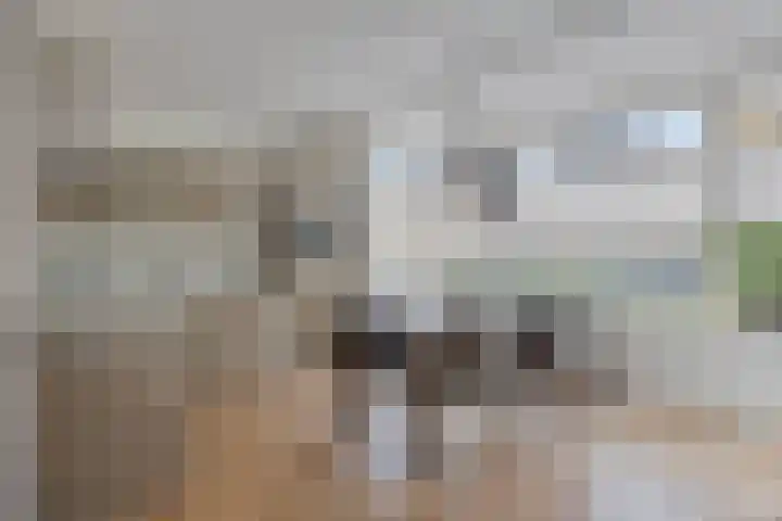 Marskramer 51 Wijchen thumbnail 10
