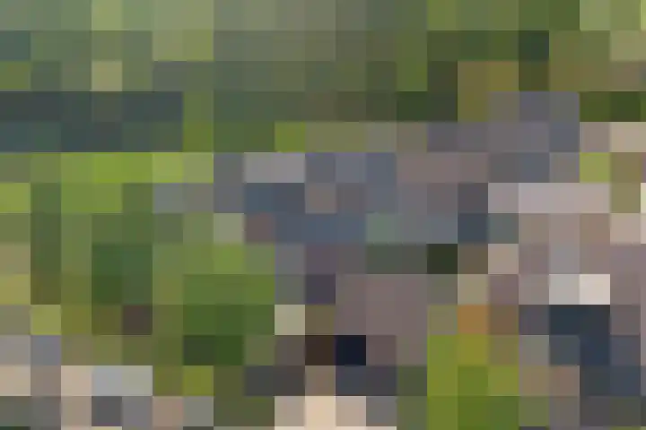 Marssingel 12 Grave thumbnail 45
