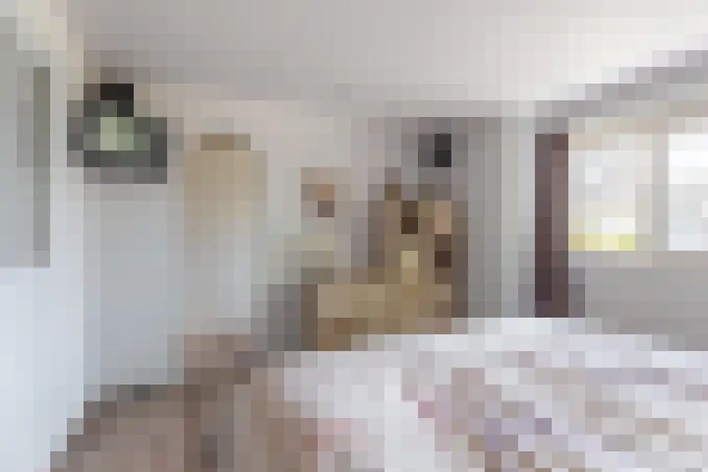 Marten Michielshof 17 De Rijp thumbnail 19