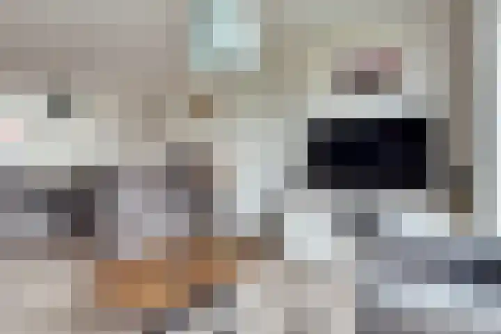 Marten Snoodijkhof 10 Hippolytushoef thumbnail 4
