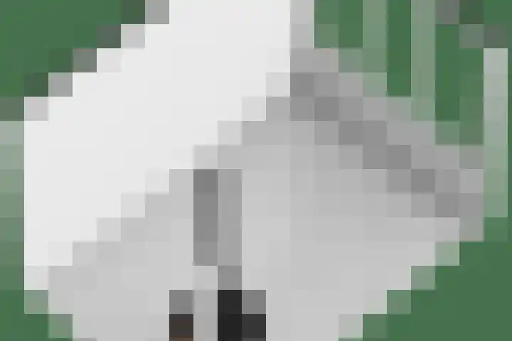 Marten Toonderlaan 13 Kloetinge thumbnail 50