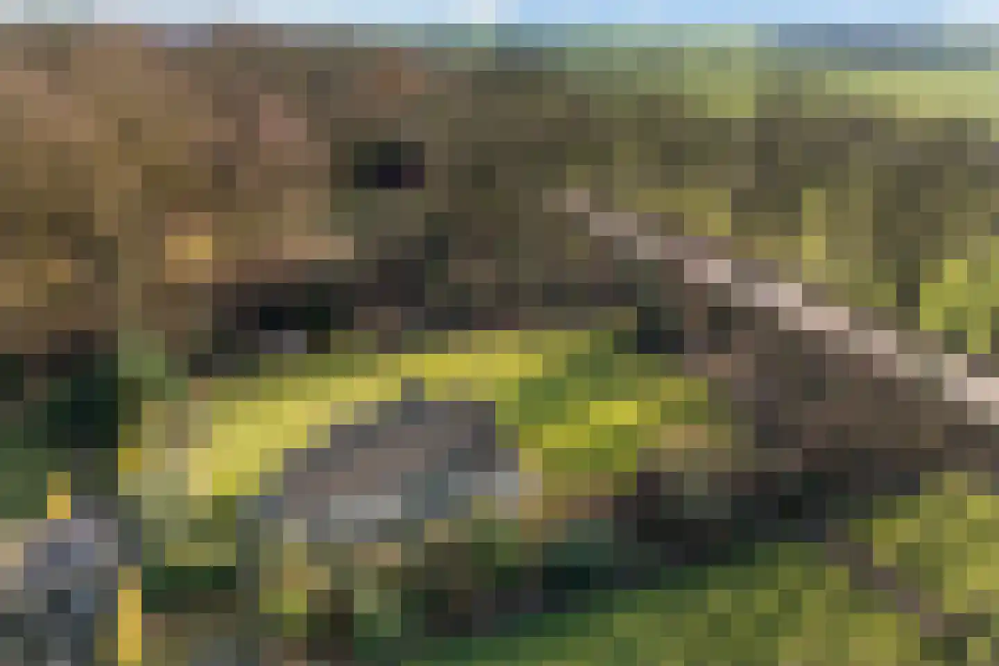 Marter 3 Koekange thumbnail 43