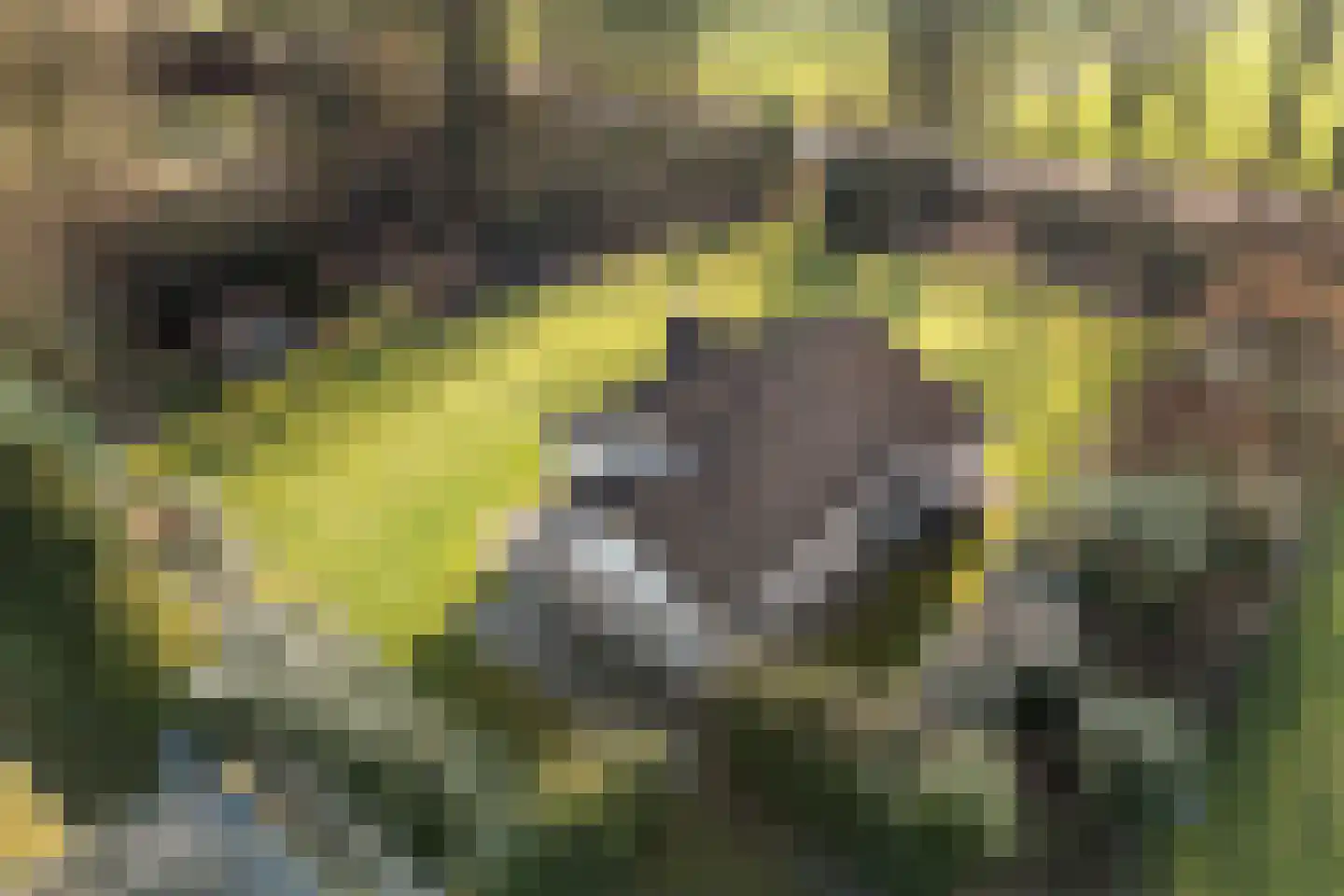 Marter 3 Koekange thumbnail 44
