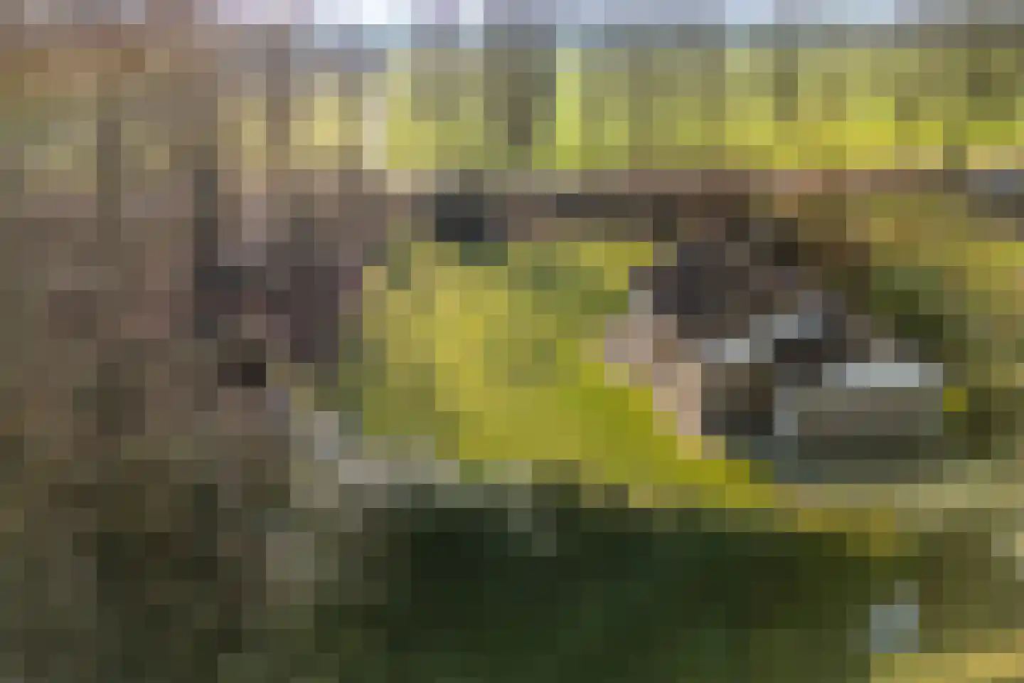 Marter 3 Koekange thumbnail 46
