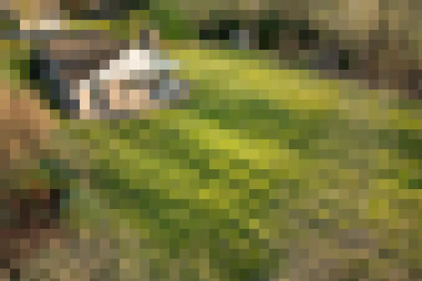 Marter 3 Koekange thumbnail 47