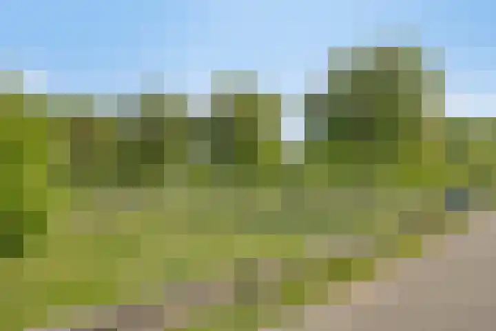 Mascagnihof 655 Tilburg thumbnail 33