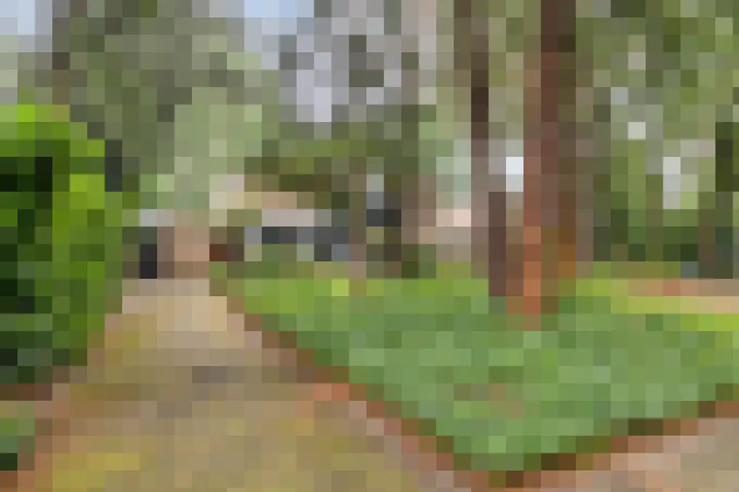 Mastbos 1 Venray thumbnail 4