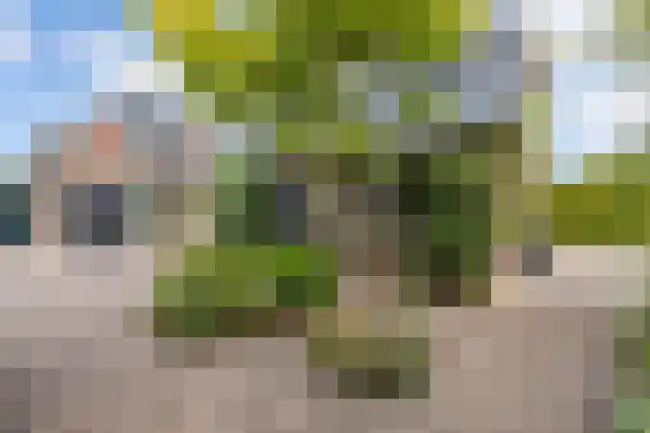Master de Jongwei 12 De Tike thumbnail 57