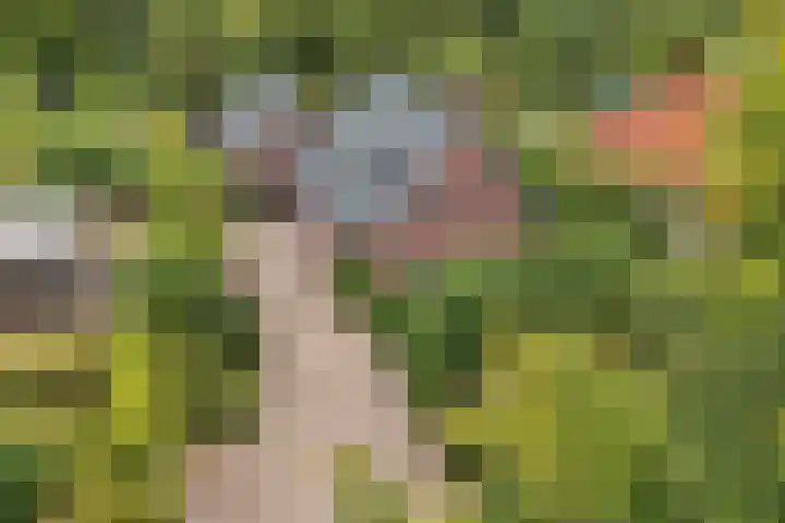 Master de Jongwei 12 De Tike thumbnail 6