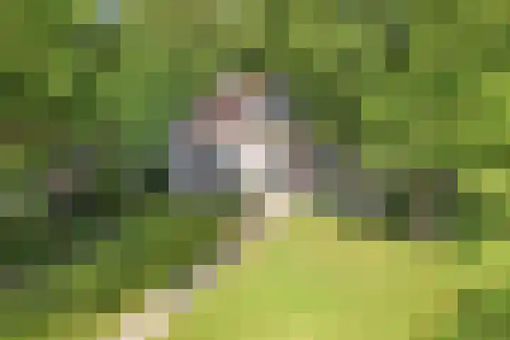 Master Fopmawei 1 Jorwert thumbnail 43