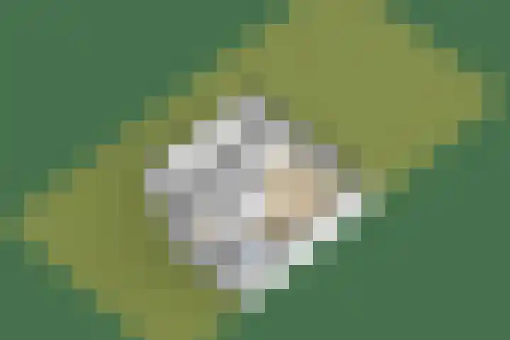 Master Gorterstrjitte 9 b Reduzum thumbnail 36