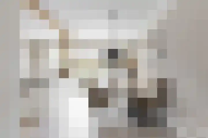 Matjador 98 Wervershoof thumbnail 11