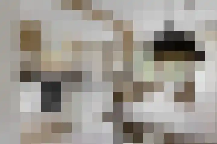 Matjador 98 Wervershoof thumbnail 12