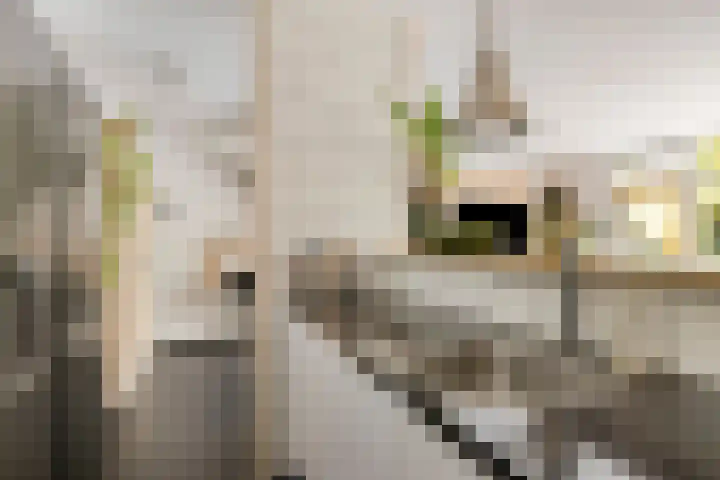 Matjeszoom 1 Koog aan de Zaan thumbnail 17