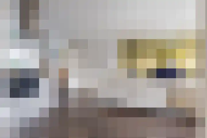 Matsmanveld 14 Koog aan de Zaan thumbnail 12
