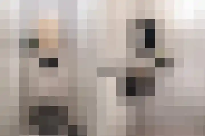 Mattenbies 8 Amersfoort thumbnail 13