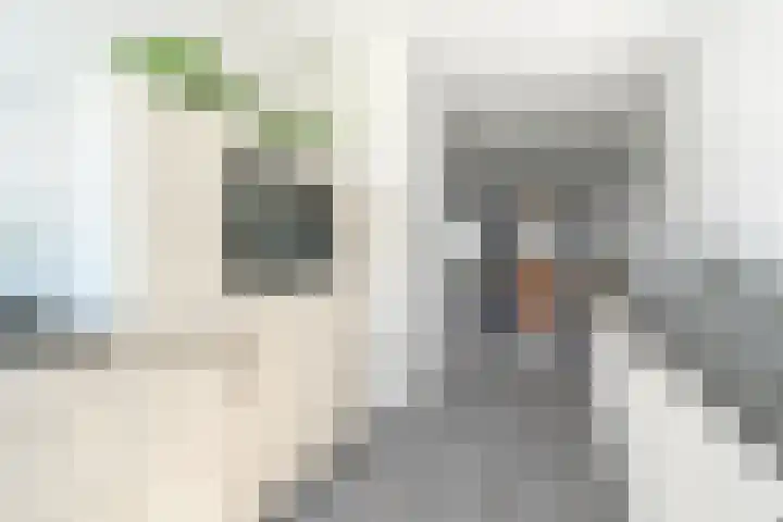 Max Euwesingel 7 Alphen aan den Rijn thumbnail 16
