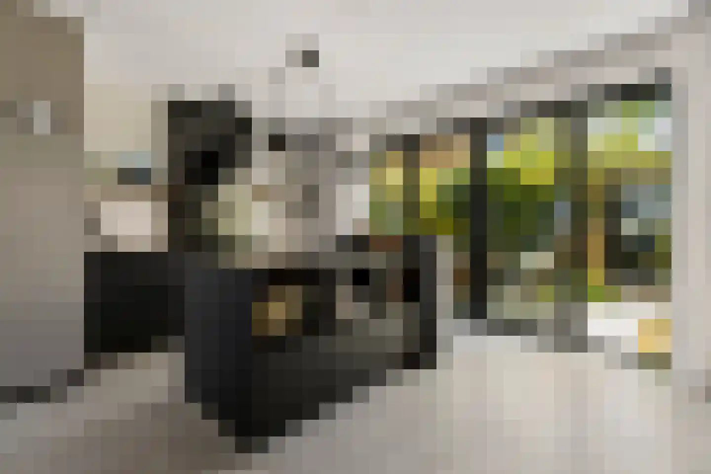 Max Tahalelepad 15 Nijmegen thumbnail 15