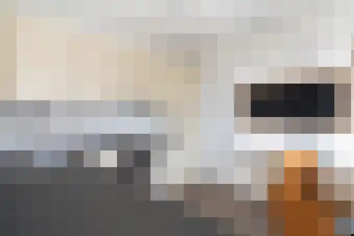 Máximalaan 48 Sassenheim thumbnail 18