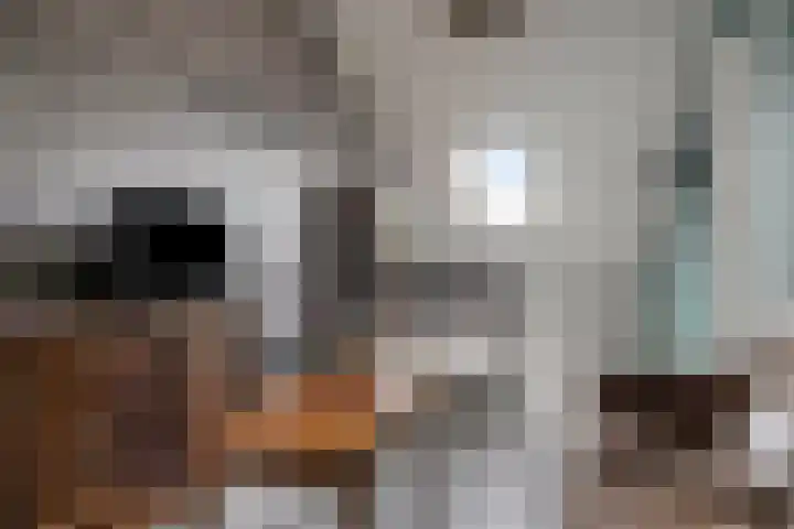 Maximalaan 74 Oud Gastel thumbnail 30