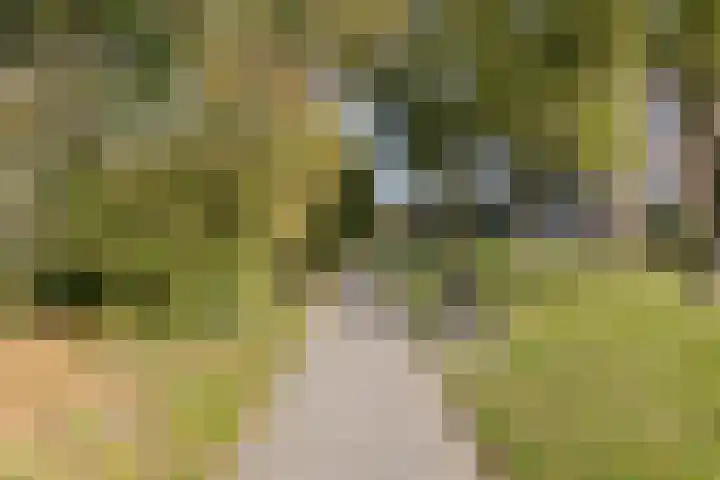 Mazzinilaan 51 Middelburg thumbnail 34
