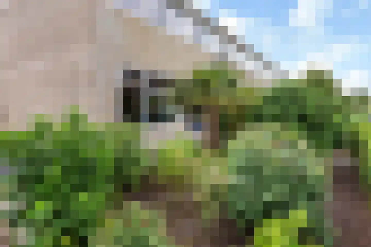 Meagere Weide 14 Warten thumbnail 40