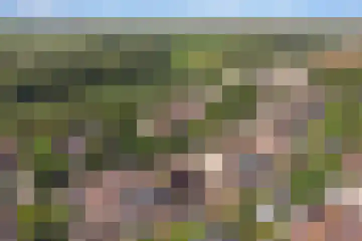 Meanderlaan 143 Tholen thumbnail 43