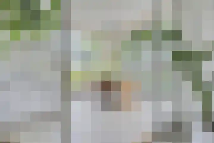 Meanderlaan 33 Tholen thumbnail 15