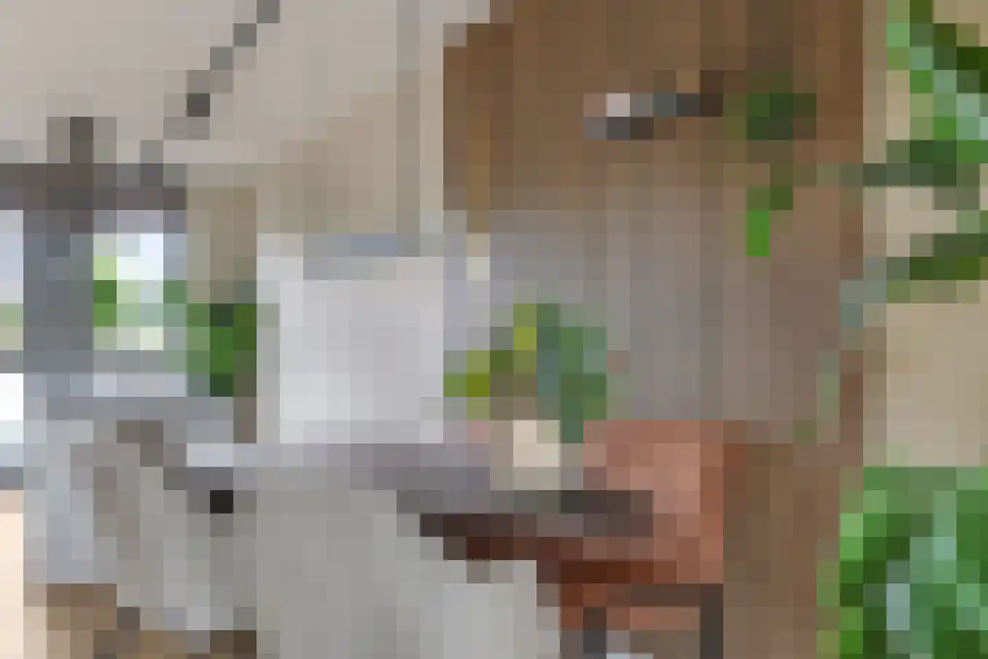 Medeastraat 31 Arnhem thumbnail 22