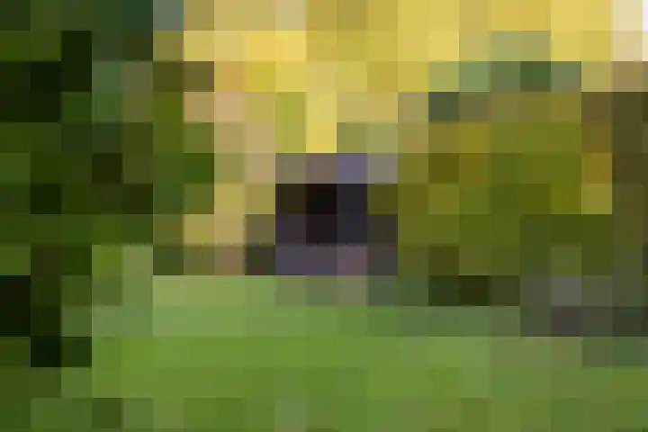Medler 10 Doetinchem thumbnail 21